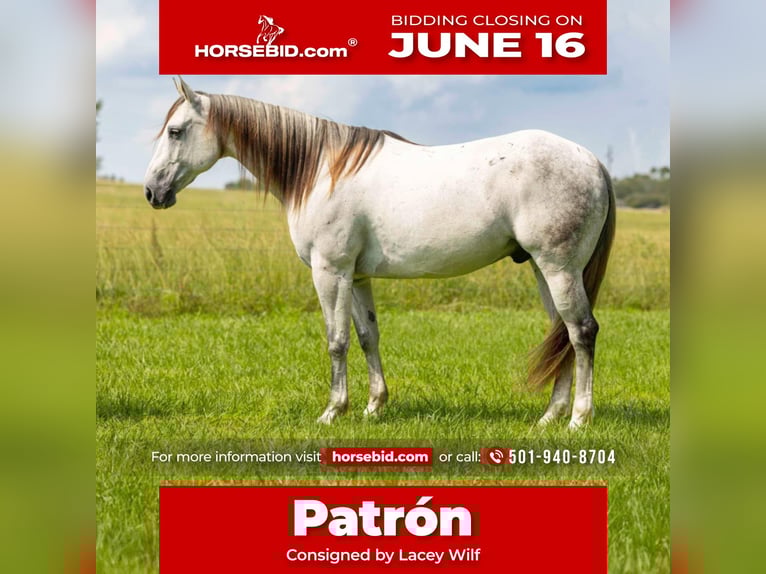 American Quarter Horse Gelding 11 years 15,2 hh Gray in Quitman, AR