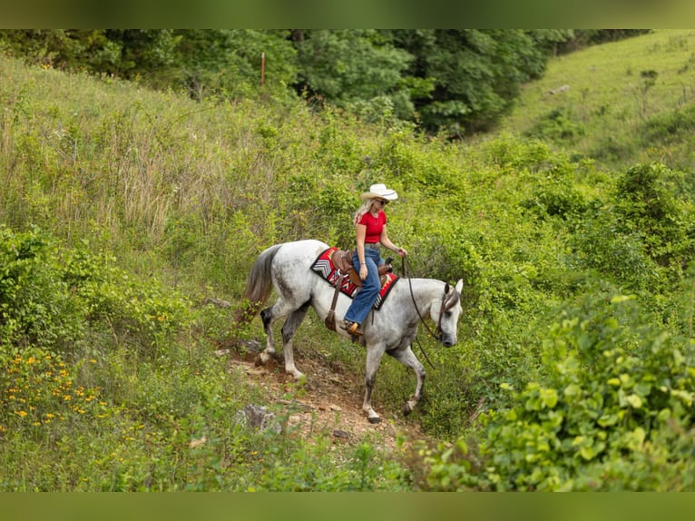 American Quarter Horse Gelding 11 years 15,2 hh Gray in Quitman, AR