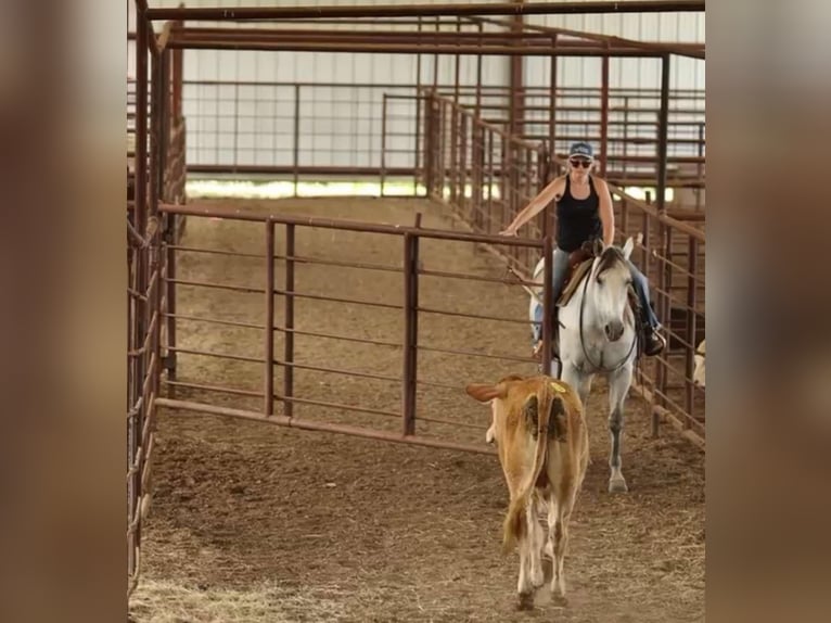 American Quarter Horse Gelding 11 years 15,2 hh Gray in Quitman, AR