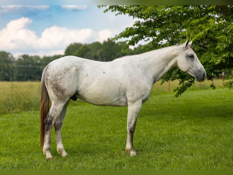 American Quarter Horse Gelding 11 years 15,2 hh Gray in Quitman, AR
