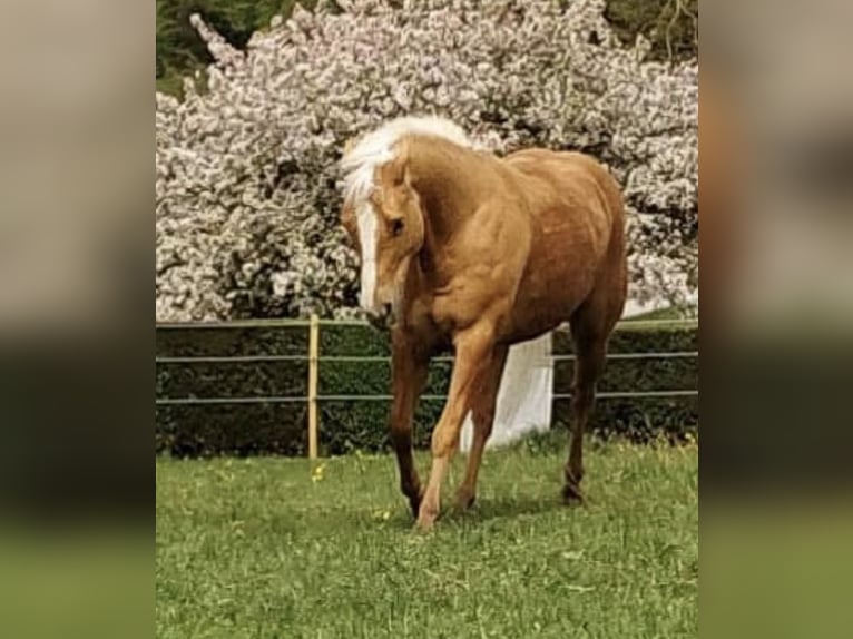 American Quarter Horse Gelding 11 years 15,2 hh Palomino in Neuenegg