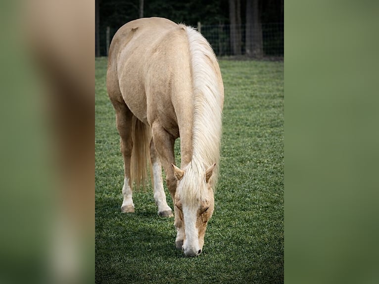 American Quarter Horse Gelding 11 years 15,2 hh Palomino in Barhamsville