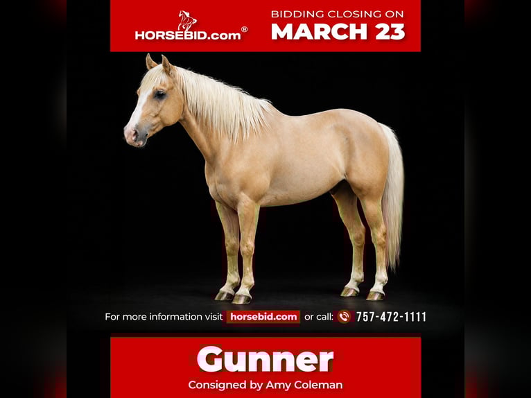 American Quarter Horse Gelding 11 years 15,2 hh Palomino in Barhamsville