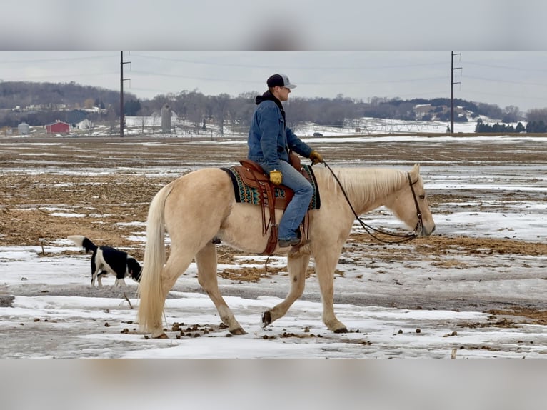 American Quarter Horse Gelding 11 years 15,2 hh Palomino in Cannon Falls