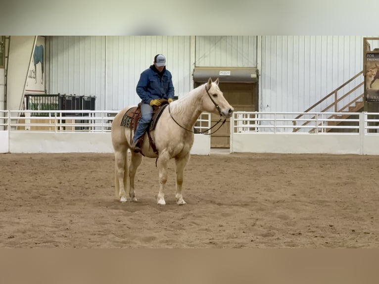 American Quarter Horse Gelding 11 years 15,2 hh Palomino in Cannon Falls
