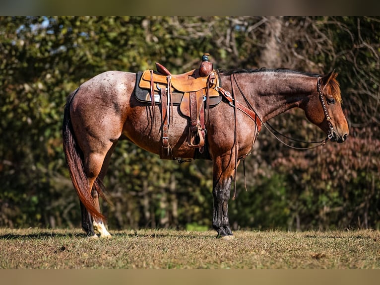 American Quarter Horse Gelding 11 years 15,2 hh Roan-Bay in Cookeville TN