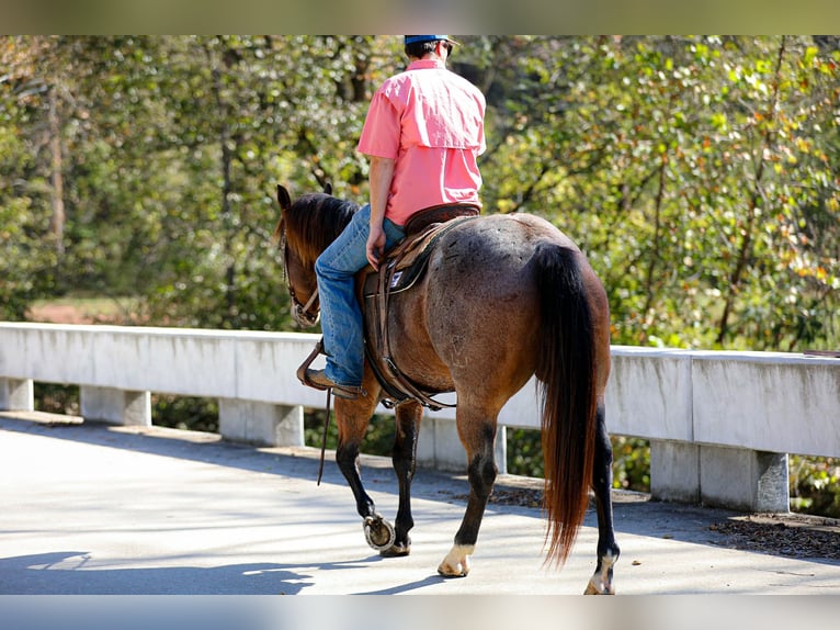 American Quarter Horse Gelding 11 years 15,2 hh Roan-Bay in Cookeville TN