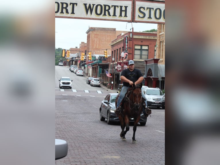 American Quarter Horse Gelding 11 years 15,2 hh Roan-Bay in Morgan Mill TX