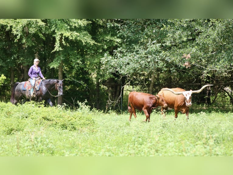 American Quarter Horse Gelding 11 years 15,2 hh Roan-Blue in Athens