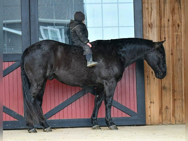 American Quarter Horse Gelding 11 years 15,2 hh Roan-Blue in Rebersburg