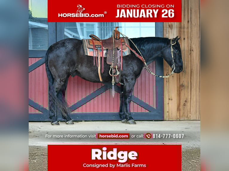 American Quarter Horse Gelding 11 years 15,2 hh Roan-Blue in Rebersburg