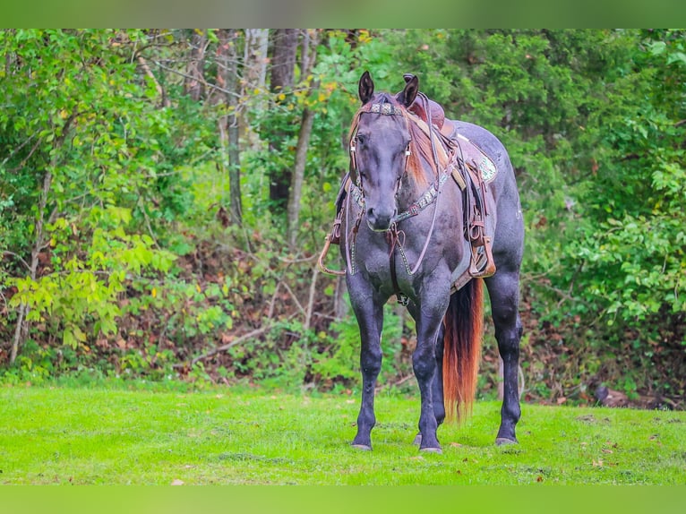 American Quarter Horse Gelding 11 years 15,2 hh Roan-Blue in Flemingsburg KY