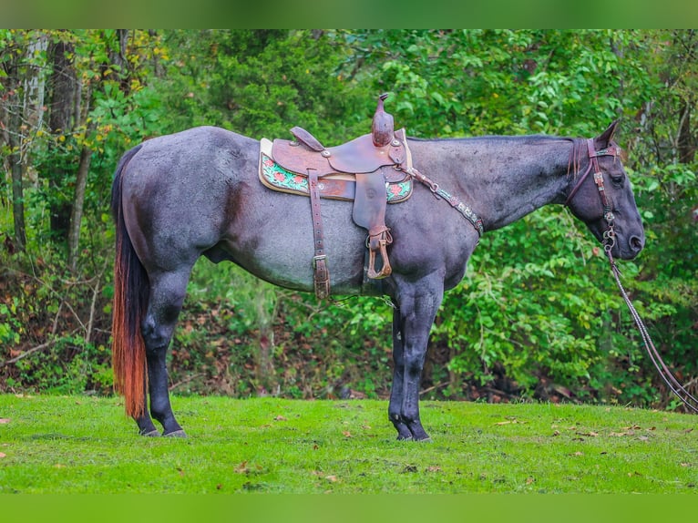 American Quarter Horse Gelding 11 years 15,2 hh Roan-Blue in Flemingsburg KY