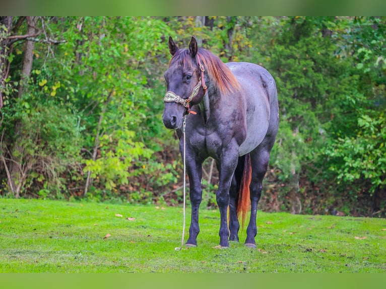 American Quarter Horse Gelding 11 years 15,2 hh Roan-Blue in Flemingsburg KY