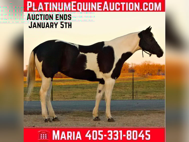 American Quarter Horse Gelding 11 years 15,2 hh Tobiano-all-colors in Terrell TX