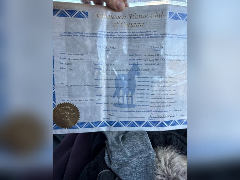 American Quarter Horse Gelding 11 years 15,3 hh Buckskin in Howell, MI