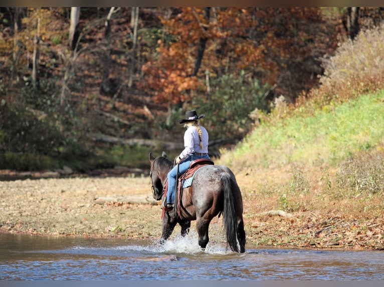 American Quarter Horse Gelding 11 years 15,3 hh Roan-Bay in Clarion