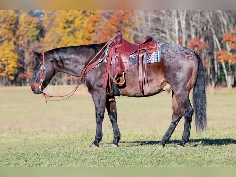American Quarter Horse Gelding 11 years 15,3 hh Roan-Bay in Clarion