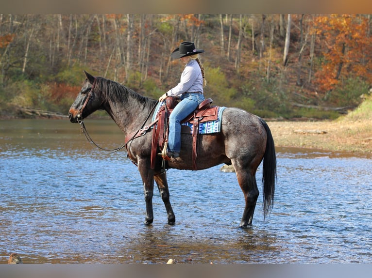 American Quarter Horse Gelding 11 years 15,3 hh Roan-Bay in Clarion