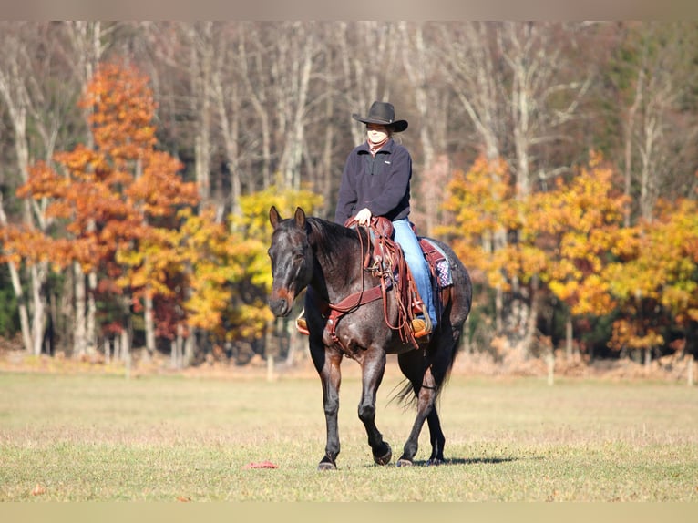 American Quarter Horse Gelding 11 years 15,3 hh Roan-Bay in Clarion