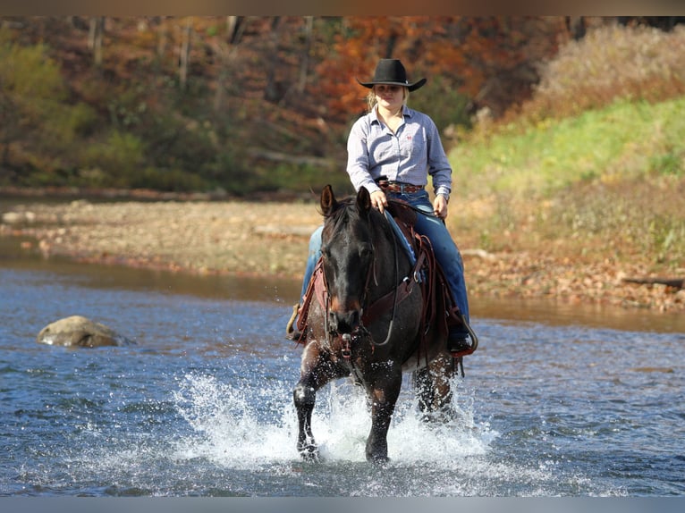 American Quarter Horse Gelding 11 years 15,3 hh Roan-Bay in Clarion