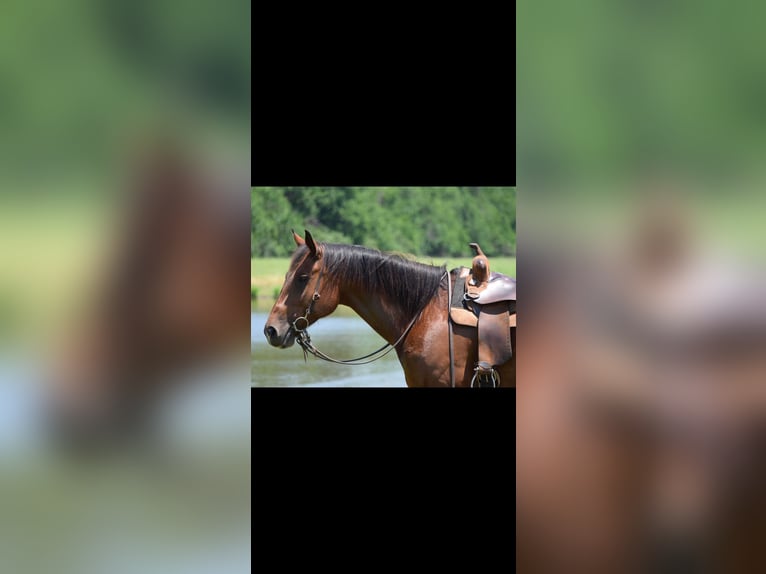 American Quarter Horse Gelding 11 years 16,1 hh Bay in Guthrie OK