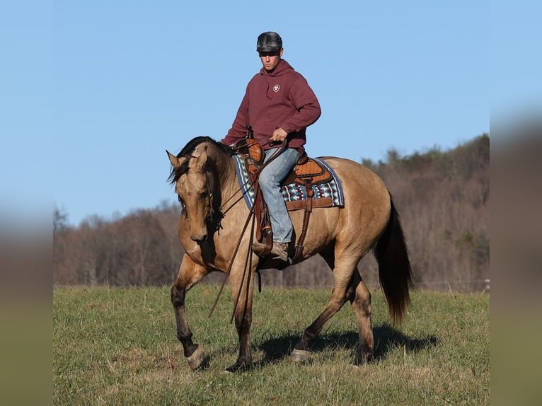 American Quarter Horse Gelding 11 years 16,1 hh Buckskin in Mount Vernon