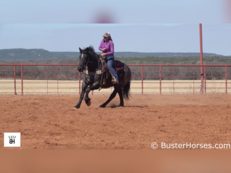 American Quarter Horse Gelding 11 years 16,1 hh Roan-Blue in weatherford TX