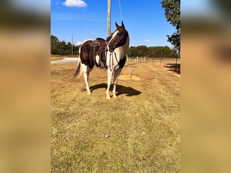 American Quarter Horse Gelding 11 years 16,1 hh Tobiano-all-colors in MT Hope AL