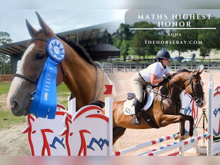 American Quarter Horse Gelding 11 years 16.2 hh Bay in Iva, SC