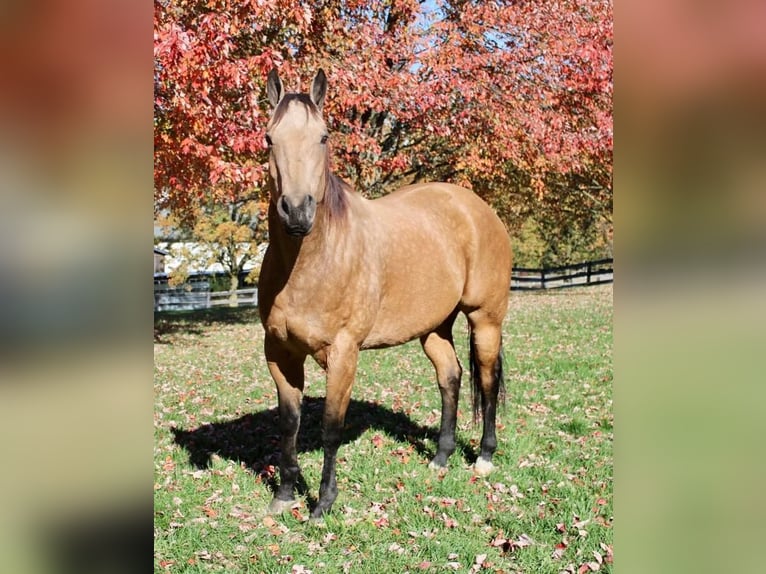American Quarter Horse Mix Gelding 11 years 16,2 hh Buckskin in Allentown, NJ