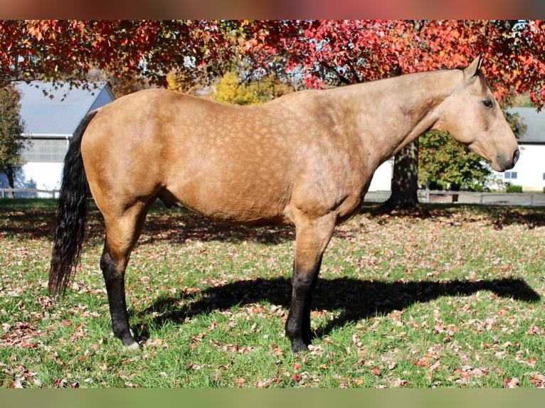 American Quarter Horse Mix Gelding 11 years 16,2 hh Buckskin in Allentown, NJ