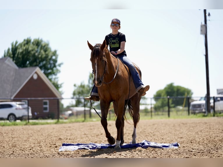 American Quarter Horse Gelding 11 years 16,2 hh Chestnut in Kaufman