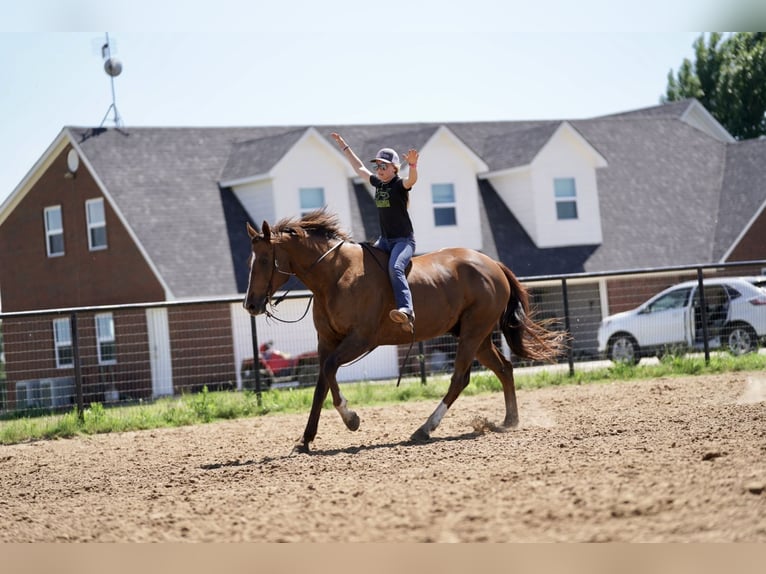 American Quarter Horse Gelding 11 years 16,2 hh Chestnut in Kaufman