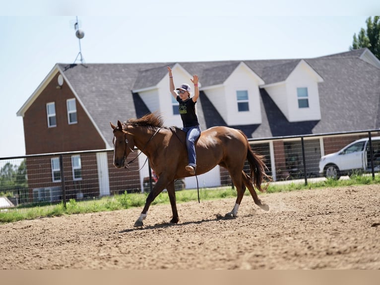 American Quarter Horse Gelding 11 years 16,2 hh Chestnut in Kaufman