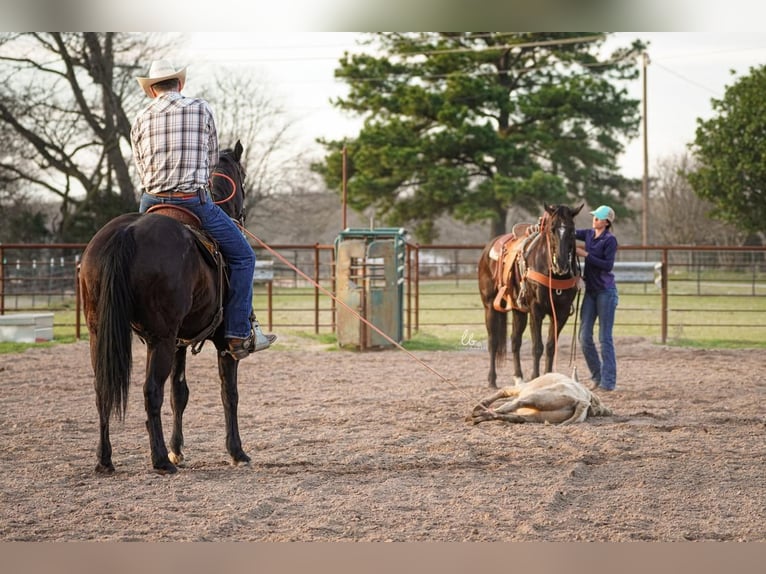 American Quarter Horse Gelding 11 years 16 hh Black in Terrell, TX