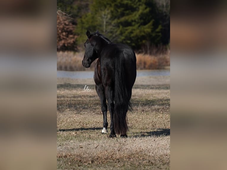 American Quarter Horse Gelding 11 years 16 hh Black in Terrell, TX