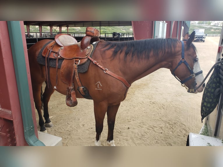 American Quarter Horse Gelding 11 years 16 hh Brown in Chino