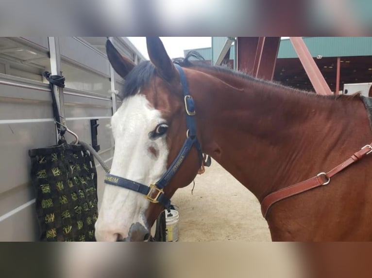 American Quarter Horse Gelding 11 years 16 hh Brown in Whitley City