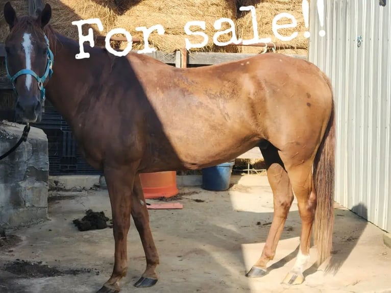 American Quarter Horse Mix Gelding 11 years 16 hh Chestnut in Boiling Springs