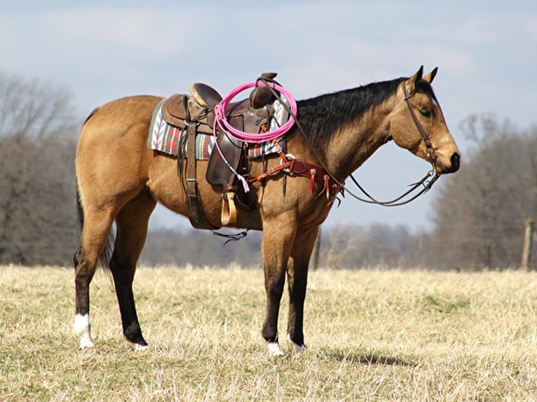 American Quarter Horse Gelding 11 years 16 hh Dun in Mount Vernon KY