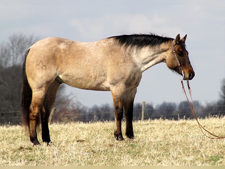 American Quarter Horse Gelding 11 years 16 hh Dun in Mount Vernon KY