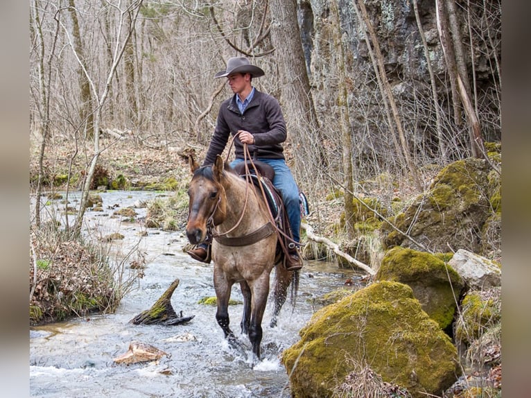 American Quarter Horse Gelding 11 years 16 hh Dun in Mount Vernon KY