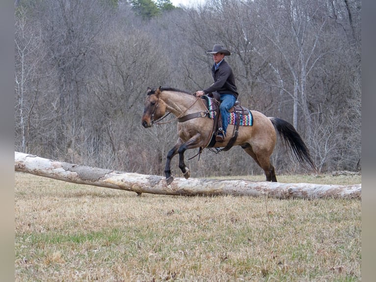 American Quarter Horse Gelding 11 years 16 hh Dun in Mount Vernon KY