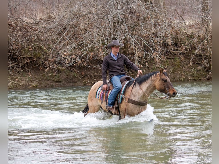 American Quarter Horse Gelding 11 years 16 hh Dun in Mount Vernon KY