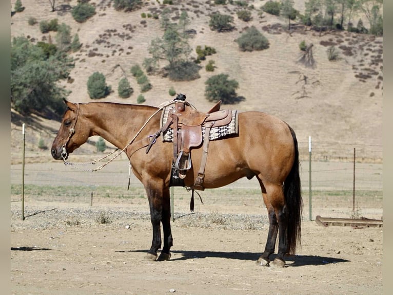 American Quarter Horse Gelding 11 years 16 hh Dun in Paicines CA