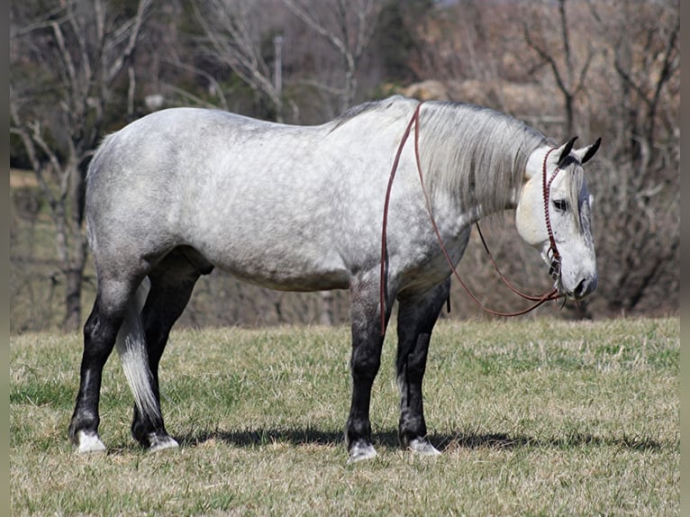 American Quarter Horse Gelding 11 years 16 hh Gray in Mt. Vernon, KY