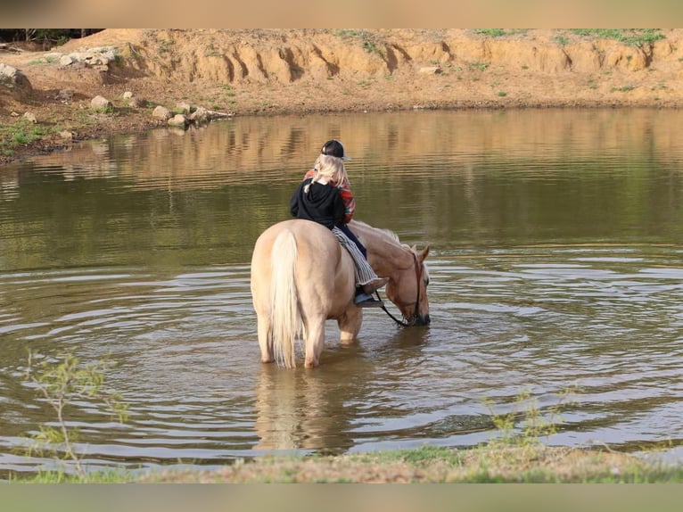 American Quarter Horse Gelding 11 years 16 hh Palomino in Joshua, TX
