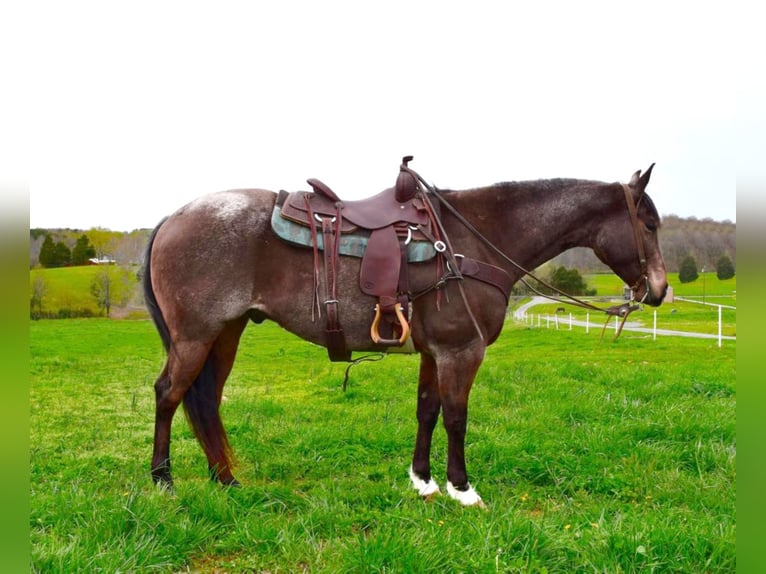 American Quarter Horse Gelding 11 years 16 hh Roan-Bay in Greenville KY