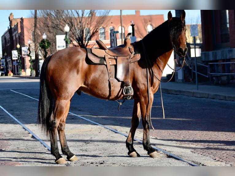 American Quarter Horse Gelding 11 years 16 hh Roan-Bay in Guthrie, OK